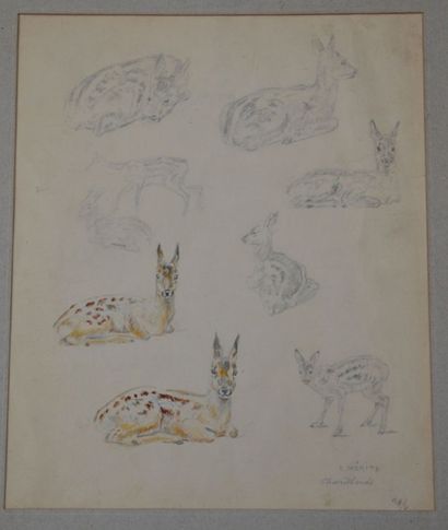 Édouard Paul MERITE (1867-1941) TM011 - Etudes de biches, lapins, garennes et chevrillards,...