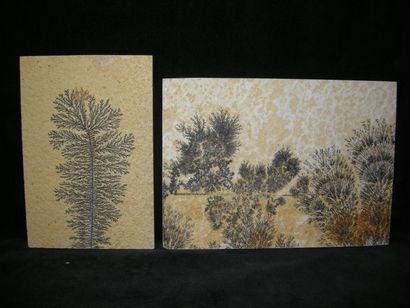 null Deux jolies plaques de CALCAIRE imagées (feuillages et arbustes) par des dendrites...
