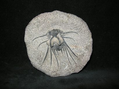 null Joli TRILOBITE fossilisé (époque Dévonien) sur gangue du Maroc (en bonne condition...