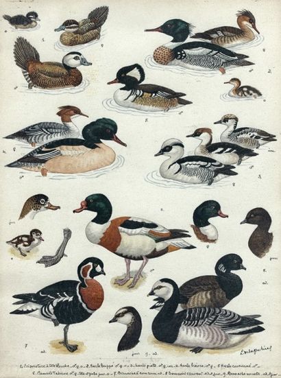 Louis-Marie-Jules DELAPCHIER (act.1900-1930) 

Planches ornithologique représentant...