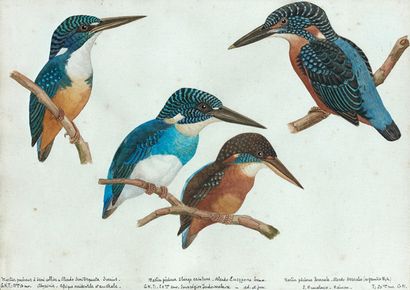 Ecole Française du début XXème siècle 

Planches ornithologiques représentant des...