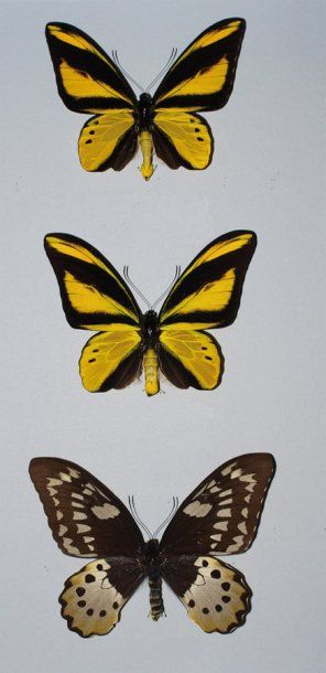 null UN COFFRET format muséum (50 x 39 cm) comprenant : Ornithoptera chimaera mâle...