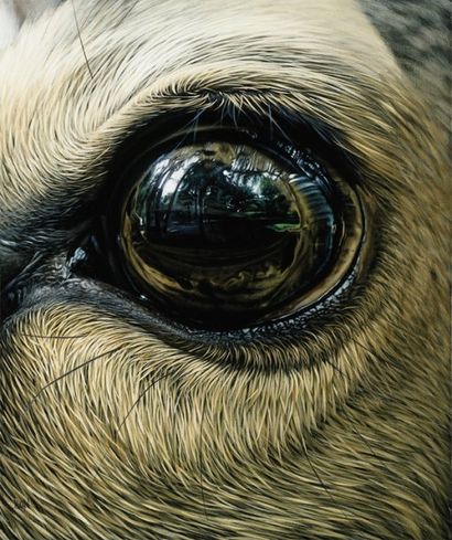 DROCHON Christophe (né en 1963) Oeil de biche Acrylique sur toile 55 x 46 cm