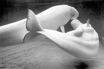 LE DIASCORN François (né en 1947) Baleines blanches Tirage argentique sur papier...