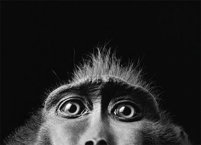 FLACH Tim (né en 1958) Monkey Eyes Digital C-type, photographie numérotée 13/25 51...