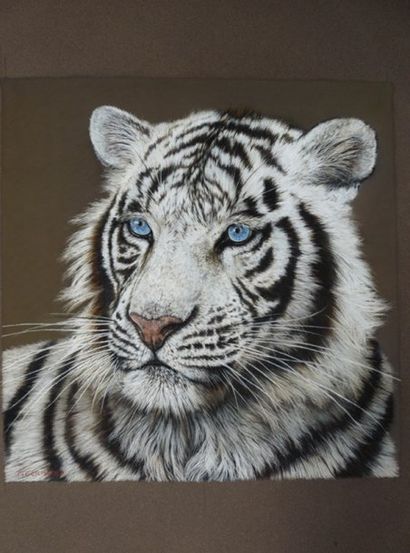 GERMOND Patrick (né en 1955) Tigre blanc Pastel sur papier, signé en bas à gauche...