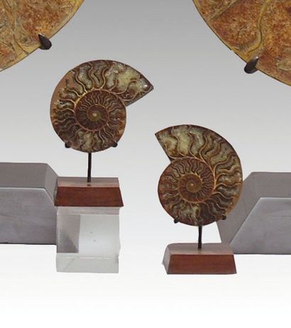 null Ammonite Cleoniceras coupée en deux et polie. Crétacé, Albien. Majunga, Madagascar....