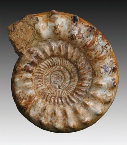 null Ammonite Cranosphinctes. Jurassique. Oxfordien. Zakara (sud Madagascar). L'ammonite...