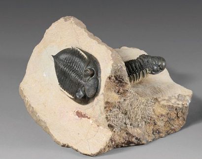 null Collection d'une trilobite Odontochile, Age : Dévonien. Loc: Hamar Laghdad,...