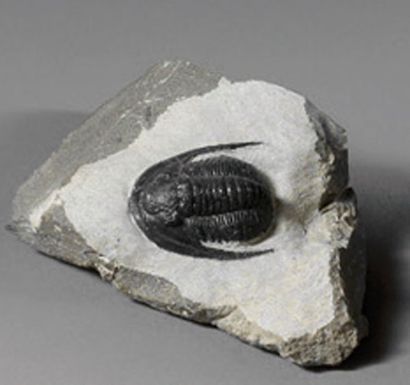 null Trilobite Cornuproétus, Dévonien inférieur, Alniff, Maroc. Dim. 3 cm sur une...