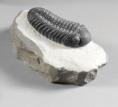 null Trilobite Phacops speculator, Milieu du Devonien. Ihandar . Jbel Issoumour,...