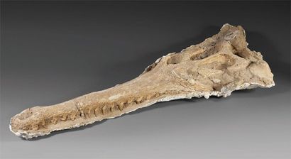 null Crâne fossile de Dyrosaurus Phosphaticus. Paléocène, Kourigba , phosphates marocains....