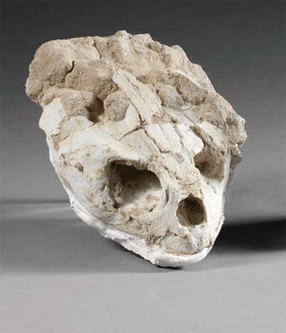 null Crâne de tortue fossile, Paléocène. Phosphates du Maroc, Kourigba Les chéloniens...