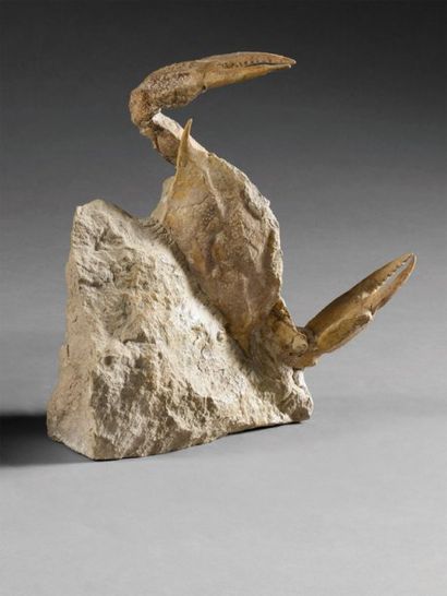 null Crabe fossile Portunus, Miocène, Sardaigne, Italie. De la famille des étrilles,...