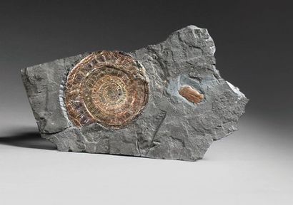 null Ammonite Galaceras johnstoni. Jurassique, Somerset, Grande Bretagne. Superbe...