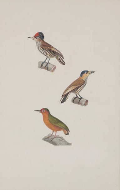 Jean-Gabriel PRÊTRE (1768-1849) 
Quatre études d'oiseaux.
Aquarelle et encre de Chine,...
