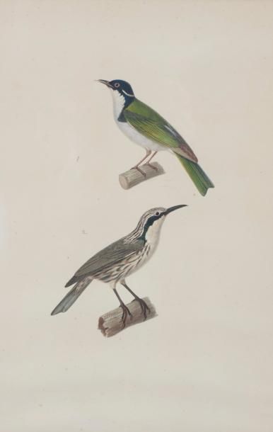 Jean-Gabriel PRÊTRE (1768-1849) 
Quatre études d'oiseaux.
Aquarelle et encre de Chine,...