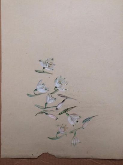 null Rose WILD (1872-1904)
Etudes de fleurs
Cinq dessins au crayon, encre de Chine...