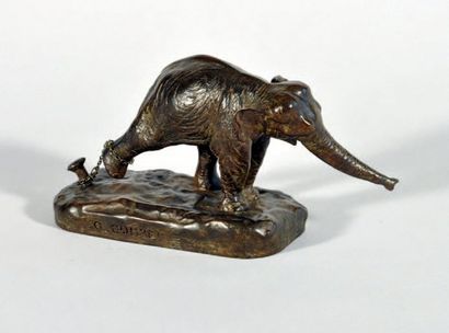 COLCOMBET Damien (né en 1967) L'éléphant d'Asie au piquet Bronze signé et numéroté...