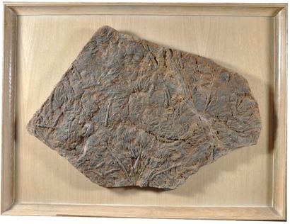 null Plaque murale encadrée de Lys de mer (Scyphocrinites). Paléozoïque, Silurien...