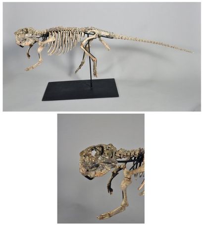 null Dinosaure Psitacosaure, Aptien, Albien. Asie Décrit pas Osborn en 1923, ce superbe...