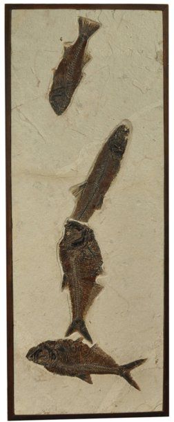 null « Aquarium fossile » présentant quatre grands poissons ornant une matrice de...