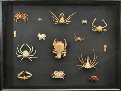 null Superbe coffret mural de crabes asiatiques taxidermisés Dont crabe nageur, araignée...