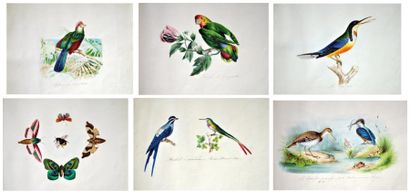 null ORNITHOLOGIE - BYSZINSKI (5) : Réunion de 23 gouaches originales d'oiseaux de...