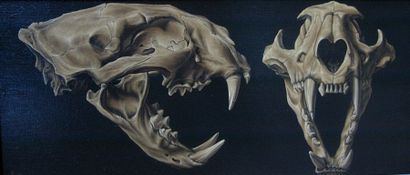 ALBIN Etienne (né en 1979) Etude de crânes de panthère, 2006 Huile sur panneau monogrammé...