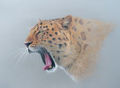 AVELING Martin (né en 1982) Leopard Pastel signé en bas à droite 59,5 x 84 cm
