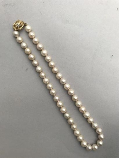 null COLLIER de perles de culture, fermoir en or vers 1900. Poids brut: 38.4 g