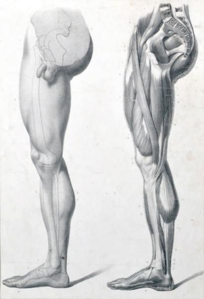 null Planche anatomique de jambe d'homme Lithographie en noir 27,5 x 18,5 cm (à ...