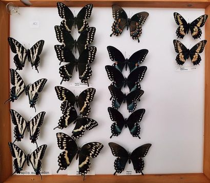 null Papilionidae (Am Nord et Sud) 10 boîtes