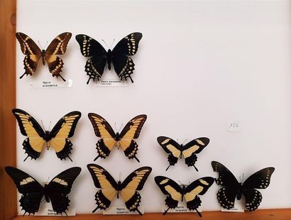null Papilionidae (Am Nord et Sud) 10 boîtes