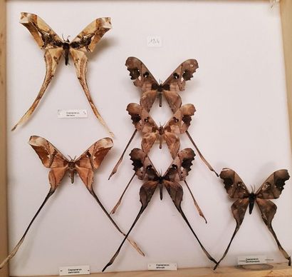 null Saturnidae dont Rothschildia, Arsenura, Copiopteryx, Titae
5 boîtes