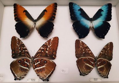 null Morpho dont anaxibia (1f), cypris, rhetenor.
9 boîtes