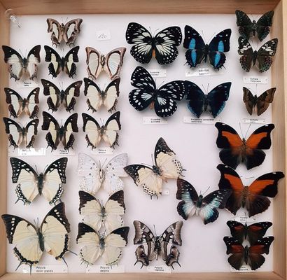 null Charaxes - Polyura et Nymphalidae divers
8 boîtes
