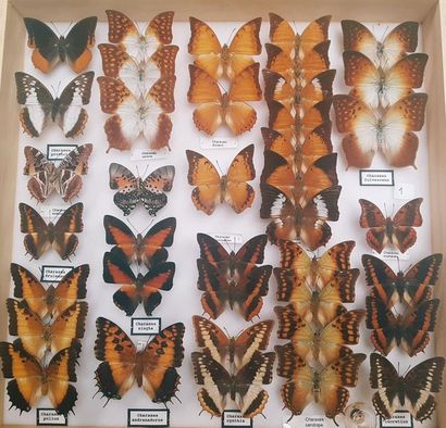 null Charaxes - Polyura et Nymphalidae divers
8 boîtes