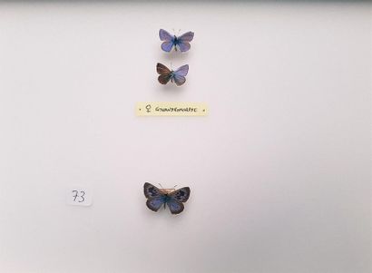 null Lycaenidae paléarctiques dont gynandromorphe
3 boîtes
