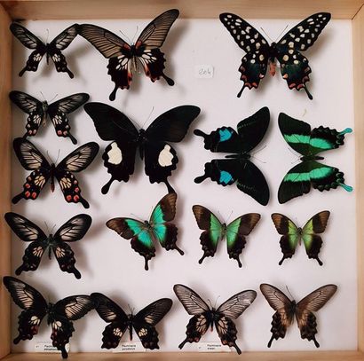 null Papilionidae (Afrique ) et divers
9 boîtes