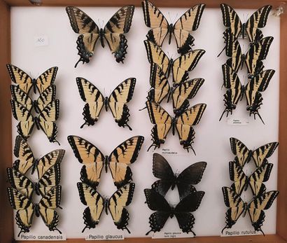 null Papilionidae (Afrique ) et divers
9 boîtes