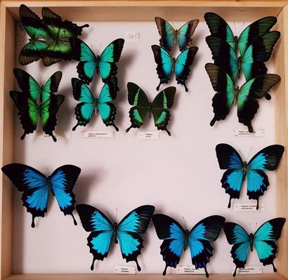 null Papilionidae (Asie)
10 boîtes