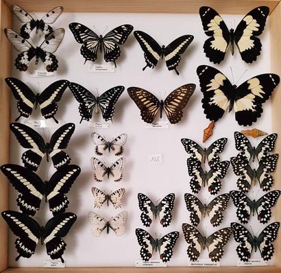 null Papilionidae (Asie)
10 boîtes