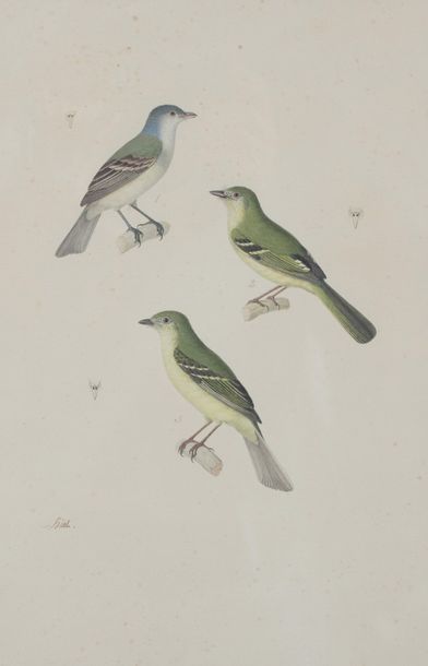 null Nicolas HUET LE JEUNE (1770-1830) 

Etude d’oiseau, Gobe-moucherons mâle. 

Aquarelle...