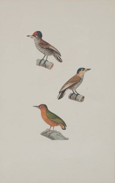 null Jean-Gabriel PRÊTRE (1768-1849) 

Quatre études d’oiseaux.

Aquarelle et encre...