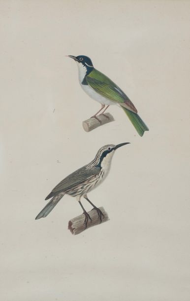 null Jean-Gabriel PRÊTRE (1768-1849) 

Quatre études d’oiseaux.

Aquarelle et encre...