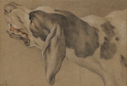  Jean-Baptiste Oudry (1686-1755) 
Tête de chien, fusain, craie blanche et sanguine... Gazette Drouot