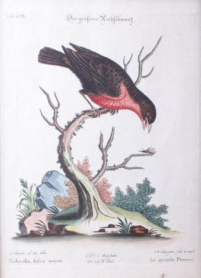 D'après George EDWARDS 3 Gravures aquarellées d'oiseaux extraites de l'ouvrage «...