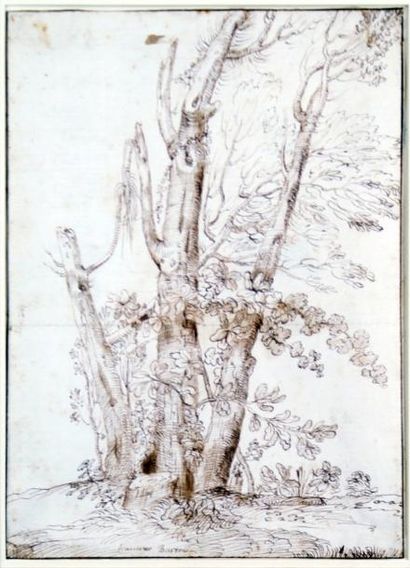 Francesco BARTOLI (mort en 1779) L'ARBRE Encre de Chine, signée en bas au centre....