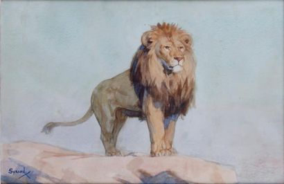 Gustave SURAND - 1860-1937 LE LION À L'AFFÛT Aquarelle signée en bas à gauche. 31...